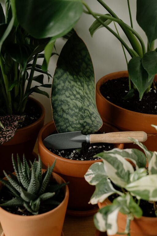 Simple Tips to Improve Your Indoor Plant Care and Keep Them Thriving Year-Round